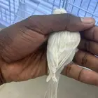 كناري ساتينيت ابيض كرست ذكر