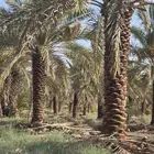 جميع اعمال الحدادة