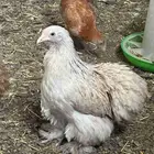 صوص براهما وكوشن ولوهمان اذكرو الله
