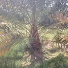 ابو علي توريد نخيل مثمر وزينه نخل لبيع