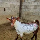 تيس مخصي فل شحم