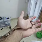 كورن سنيك cornsneke