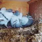 حمام فرنسي سلفر