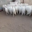 32من البهم مرابي نظيف وسمان وشعره وشرررط