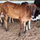 للبيع ثلاث بقرات ثنتين سنها ثني واحده جدع كلها دوار