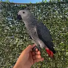 فرخ كاسكو اليف وهدد ومفطوم بداية كلام