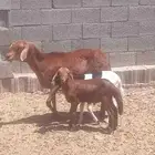 شاه خلفه سواكنيه معها 2 طليان