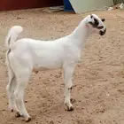مشروع بيشي فاخر طواشي