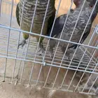 زوج كويكر منتجه لون ازرق واخضر