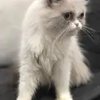 قطه هملايا للتبني