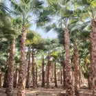 نخل واشنطني زينه