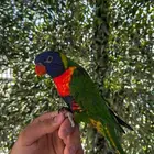 لوري رينبو اليف وهدد ومتكلم مفطوم طير فاخر تب التب