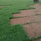 ثيل طبيعي سي 2000 درجه اولى صافي ونقي على الشرط شكل جمالي وخ