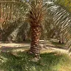 نخل خلص فاخر نوصل جميع أنحاء المملكه