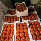 طماطم القصيم