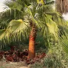 نخل واشنطن زينه للبيع ونخل مثمر لتواصل