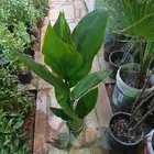 منسق حدائق وتركيب جميع شبكات الري العادي والاتمتك