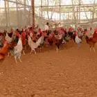 ديوك بلدي للبيع بسعر طيب