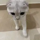 قطط سكوتش ذكر وانثى للتبني مجانا
