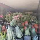 يوجد لدينا جميع انواع الشجار والنخيل