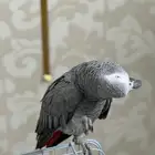 ببغاء كاسكو أليف