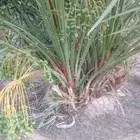 نخيل للبيع بجميع انواعه ومقاساته