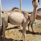 وصول كميه كبيره من البرابر والتيوس فى فروعنا اسألو عن عروضنا