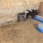 ماعز عوارض مشاءالله للبيع