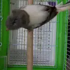 ذكر كناري تغريد شرط