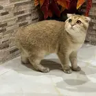 سكوتش ذكر فاخر