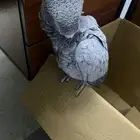 طائر كاسكو بغبغاء تم العصور عليه ندور صاحب الحلال