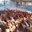 دجاج بلدي بشاير