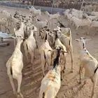 بربري وتيوس صوماليه جدعان تربيه