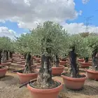 يوجد لدينا اشجار الزيتون وترمنليا وشجار ضل كبيره