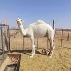 للبيع بكره لقيه تم البيع