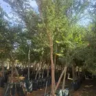 سدر بلدي مراكن