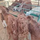 برابر وتيوس صوماليه وسواكن حمرى جذع قعدان صوماليه
