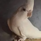 ابغا اي نوع طير للتبني