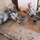 ديوك سبرايت شبابي