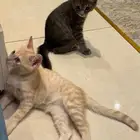 قطط للتبني