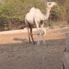 بكره اركه من ابل فهد وران وابوها الجمل المشهور عزيز