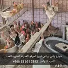 دجاج بلدي للبيع