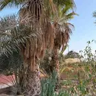 نخل وشنطني الطول 9متر الا 8متر