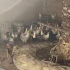 دجاج بشاير