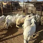 سواكن مرابي