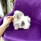 بومرينين تيدي تي كب