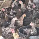 دجاج تركي بياض