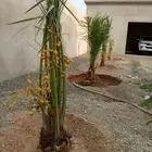 توريد نخل مثمر حائل شملي بقعا