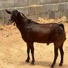 فحل ادهم للبيع