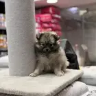 سبيتز بومرينيان